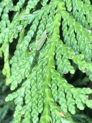 Graphocephala fennahi