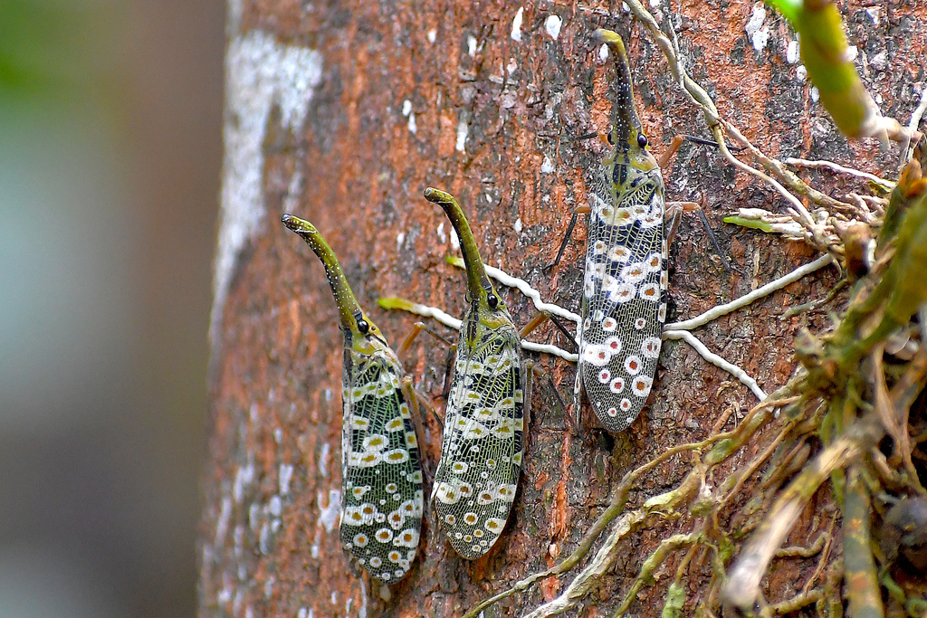 Pyrops condorinus