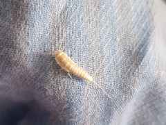 Lepismatidae