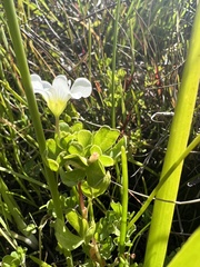 Oxalis natans