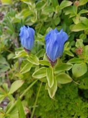 Gentiana platypetala