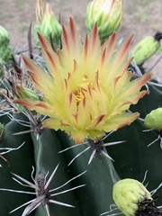Ferocactus herrerae