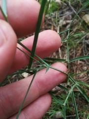 Lathyrus graminifolius