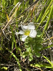 Oxalis natans