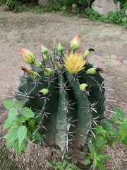 Ferocactus herrerae