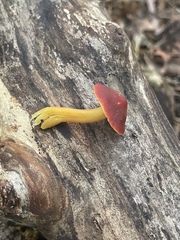 Hygrocybe punicea
