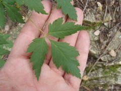 Acer glabrum