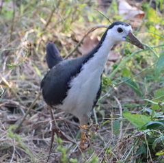 Amaurornis phoenicurus