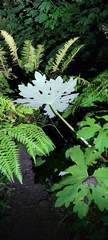 Petasites frigidus