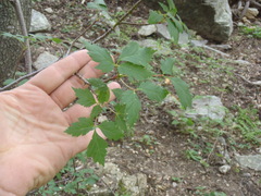 Acer glabrum