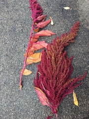 Amaranthus cruentus