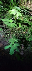 Petasites frigidus