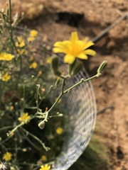 Crepis occidentalis