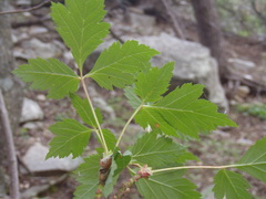Acer glabrum