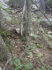 Acer glabrum