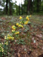 Solidago hispida