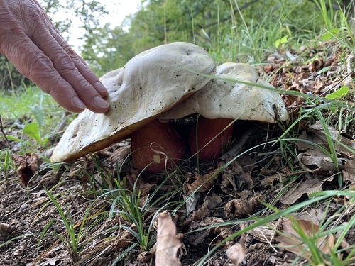 hríb červený (Caloboletus calopus)