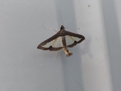 Diaphania