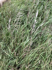 Bromus inermis