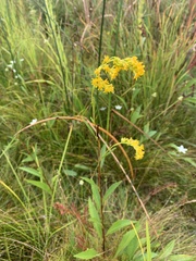 Solidago uliginosa
