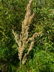 Calamagrostis stricta