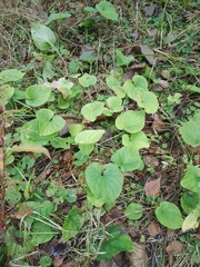 Viola
