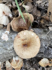 Amanita amerirubescens