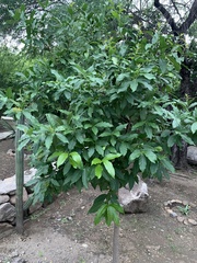 Ehretia tinifolia