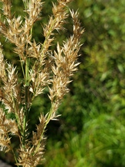 Calamagrostis stricta