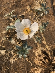 Argemone munita