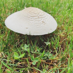 Leucoagaricus leucothites