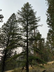 Larix occidentalis