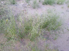 Bouteloua aristidoides