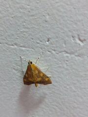 Pyrausta