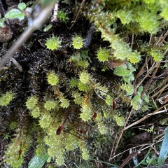 Ptychomnion aciculare