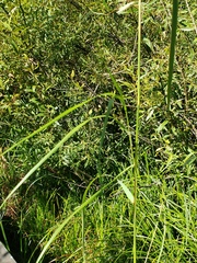 Calamagrostis stricta