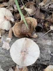 Amanita amerirubescens