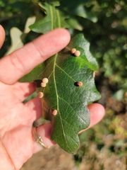 Acraspis quercushirta