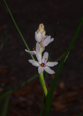 Wurmbea stricta