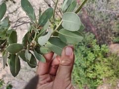 Arctostaphylos hooveri