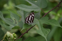 Neptis sappho intermedia