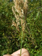 Calamagrostis stricta