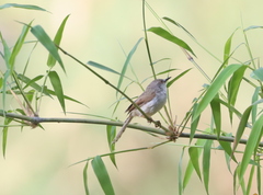 Prinia hodgsonii