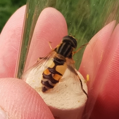 Helophilus trivittatus