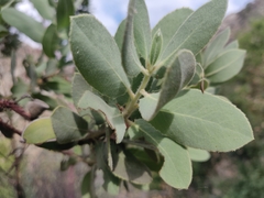 Arctostaphylos hooveri