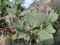 Arctostaphylos hooveri