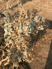 Argemone munita