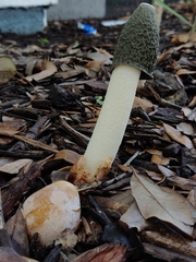 Phallus ravenelii