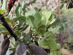 Arctostaphylos hooveri