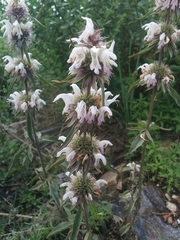 Monarda citriodora austromontana